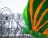 Топиари бабочка Какао Кристина - газон Eco