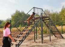 Вышка для дрессировки собак